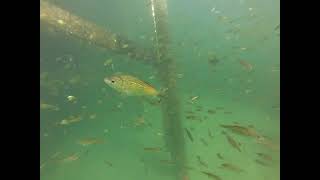 Davis Bay Shiner Perch and Pile Perch and flatfish at the bottom 101324 [upl. by Wagner]