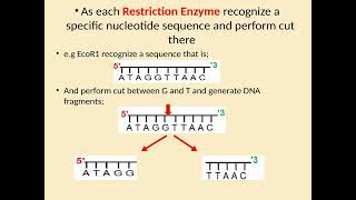 Restriction Fragment Length Polymorphism [upl. by Seften]