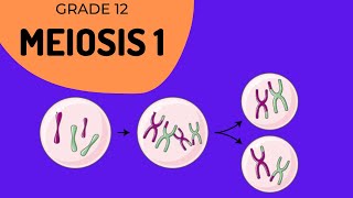 Meiosis 1  Crossing over and Phase identification [upl. by Hcirdla82]