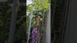 Papaya బొప్పాయి harvesting cutting papaya mygarden gardening harvesting shortvideo ytshorts [upl. by Atalee366]