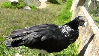 horned screamer calling [upl. by Tybalt]