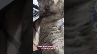 Smokey sleeps wherever he wants to 😀 viralshort troublemaker ytshortsvideo [upl. by Ilsa646]