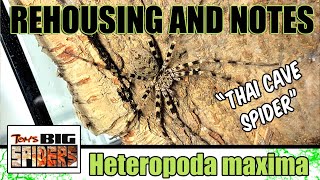 Heteropoda maxima quotThai Cave Spiderquot Rehouse and Update [upl. by Asik]