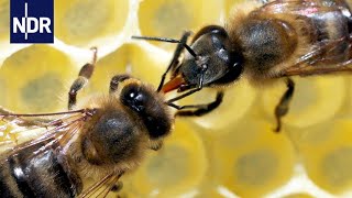 Rettung für unsere Bienen Ein Forscher macht Hoffnung für die Zukunft  45 Min  NDR [upl. by Radbun474]