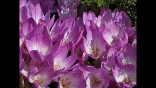 Colchicum autumnale with translation text [upl. by Adachi50]