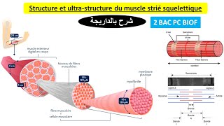 Structure et ultrastructure du muscle strié squelettique 2 bac pc BIOF شرح بالداريجة [upl. by Nyrahs]