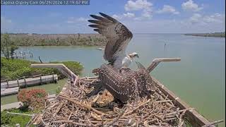 2024 06 29 Captiva Osprey Cam [upl. by Attenwad]