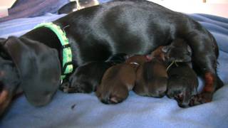 Dachshund 4th Puppy Birth [upl. by Carlo]