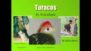 Turacos In Aviculture  Basics [upl. by Rubenstein]