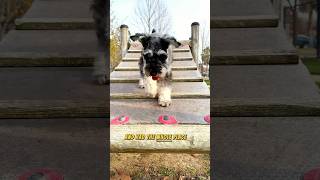 Mini Schnauzer is King of the Dog Park dogpark [upl. by Ornstead]