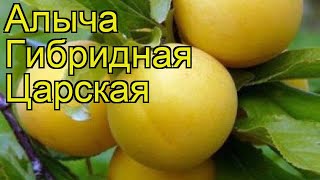 Алыча гибридная Царская Краткий обзор описание характеристик где купить саженцы [upl. by Victory]