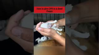 How to Give a Puppy CPR  rescuedog educationalshorts cpr [upl. by Caniff]