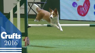 Agility  Crufts Team  Small Final  Crufts 2016 [upl. by Aili]