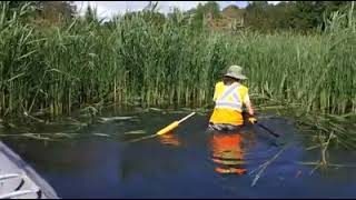 Cutting Phragmites with a gaspowered brush cutter [upl. by Nage]