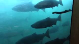 Bonneville Dam fish ladder window [upl. by Dallman457]