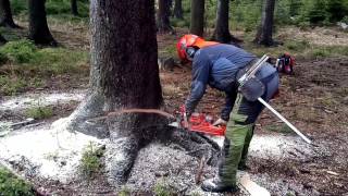 Garden and Forest Original YouTube Video  Chainsaw Husqvarna 562 XP [upl. by Yeca]