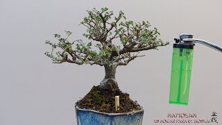 EL MEJOR MOMENTO PARA DEFOLIAR UN BONSAI [upl. by Attiuqihc950]