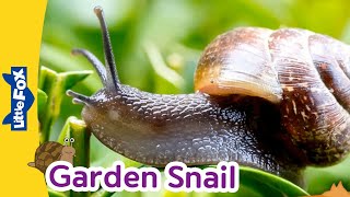 Meet the Animlals  Garden Snail  Gastropods  Stories for Kindergarten [upl. by Adon796]