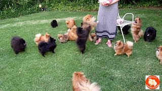 Treats for Pomeranian Toy Pom puppies and dogs  AnjulaPomeranians Culture Pom [upl. by Flavian447]