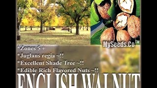 English Walnut Juglans regia TREE SEEDS  Excellent Shade Tree SEEDS on wwwMySeedsCo [upl. by Ayidah]