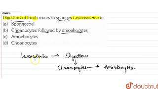 Digestion of food occurs in sponges Leucosolenia in [upl. by Garey157]