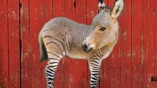 THE ZONKEY  HYBRID ANIMALS [upl. by Maris]