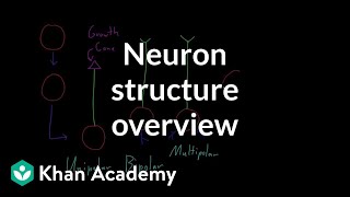 Overview of neuron structure  Nervous system physiology  NCLEXRN  Khan Academy [upl. by Childs278]