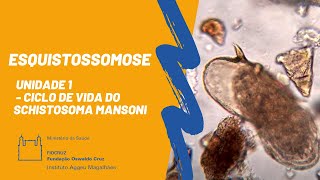 Esquistossomose  Unidade 1  Ciclo de Vida do Schistosoma mansoni Produção IAMFiocruzPE [upl. by Ancilin]