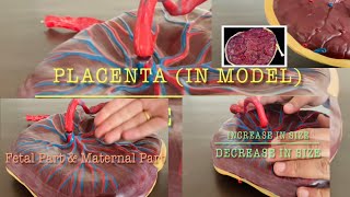 Understanding Placenta  Identify fetal part and maternal part  Gross anatomy  Obstetrics [upl. by Kasper812]