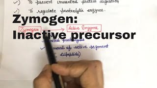 What is the role of zymogen Why is it an Inactive precursor [upl. by Pirzada]