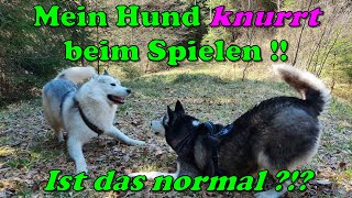 Mein Hund knurrt beim Spielen und ist ganz schön grob   Ist das normal   Nature Trails [upl. by Raffaello]