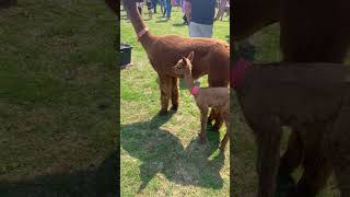 Alpaca Day Expo 2024  Sep 14 2024 Howell MI USA [upl. by Ellehcir]