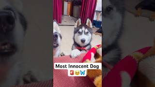 Cutest dog in the world 🚨😭 shorts dog husky trendingsongs [upl. by O'Hara]