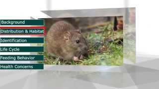 Norway Rat Rattus norvegicus [upl. by Dearman]