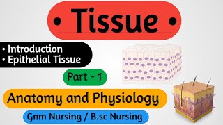 Tissue In Hindi  Tissue Anatomy And Physiology  Epithelial Tissue [upl. by Ginnie656]