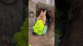 Little rabbit eating cauliflower💕💕🍀🍀 [upl. by Tahpos138]