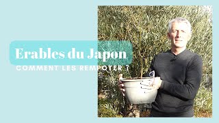 Comment rempoter un érable du Japon   Monjardindansleslandes [upl. by Lehar587]