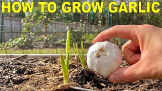 How To Grow GARLIC COMPLETE GUIDE [upl. by Lorn]