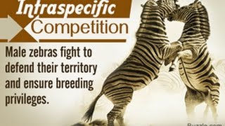 12 Examples of Intraspecific Competition [upl. by Eatnoj787]