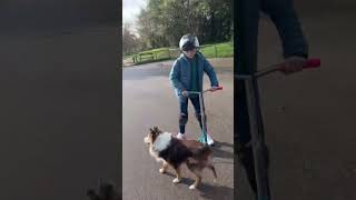 CE CHIEN ENTRAÎNE Codi Story EN TROTTINETTE  shorts fyp viral shortvideo lol [upl. by Eisen]