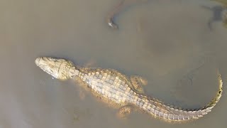 PESCARIA NA REPRESA DE AVARÉ COM JACARÉ GIGANTE [upl. by Airyt]