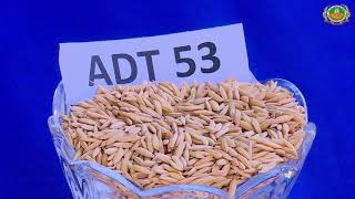 Rice variety ADT 53 [upl. by Harewood]