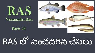 RAS లో పెంచదగిన చేపలు  Suitable fish for RAS  14 [upl. by Zamora906]