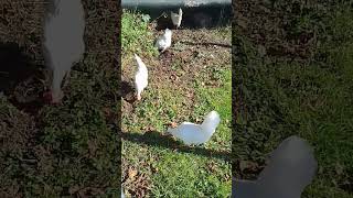 Livornese hens enjoying a sunny Tuscan day hens farming chickens italy backyardchickens eggs [upl. by Ettereve]