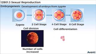 12B013 CV3 Post Fertilization Events [upl. by Seilenna]