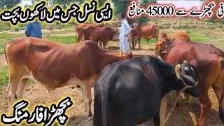 Wachaa Farm  Vacha Farm in pak  wacha Farming in Pakistan  Cattle Farming Business in Punjab [upl. by Naenaj678]