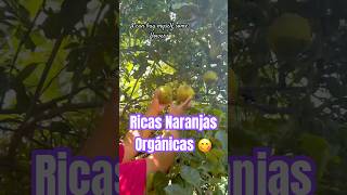 Naranjas Orgánicas En El Salvador shorts [upl. by Azaria193]