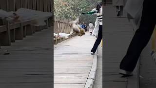 ❤️🙈🙉🐵These monkeys are out of control Episode 1 funny best pet compilation monkey pet [upl. by Akihdar]