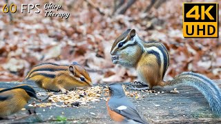 Enchanted Forest Journeys Best Birds Videos for Cats to Watch Featuring Squirrels amp Chipmunks [upl. by Ovid]