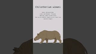 CHILOTHERIUM WIMANI RHINOCEROS DATA  Prehistoric Rhinos  Extinct Animals [upl. by Hedvige]